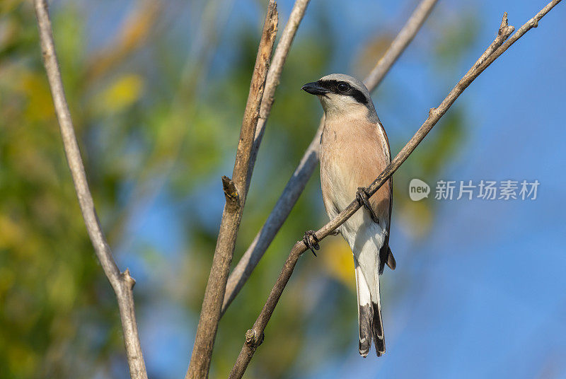 雄性红背伯劳鸟(Lanius collurio)